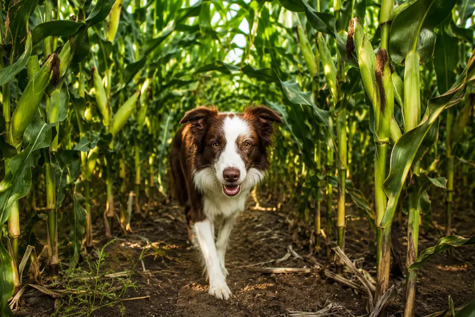 A happy Border Collie walks through a lush green cornfield along a dirt path, surrounded by towering stalks in warm natural light.