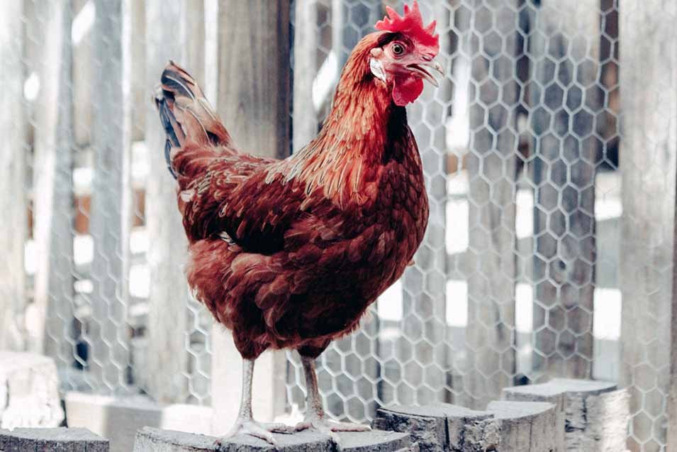 Picture of a Chicken