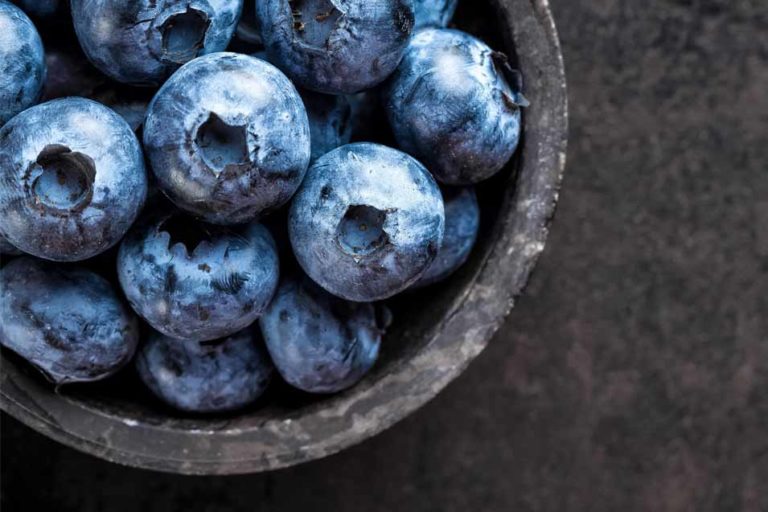 Can Dogs Have Blueberries Feeding the Berries Fresh or Frozen