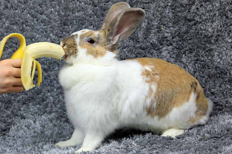 Can rabbits eat bananas