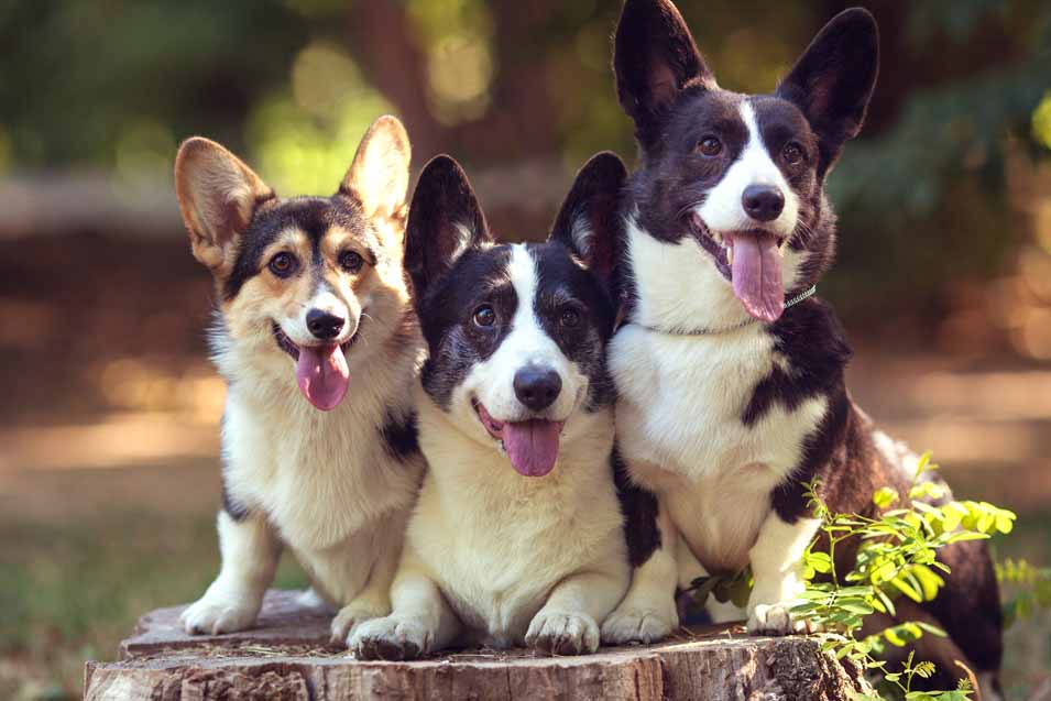 Picture of 3 dogs