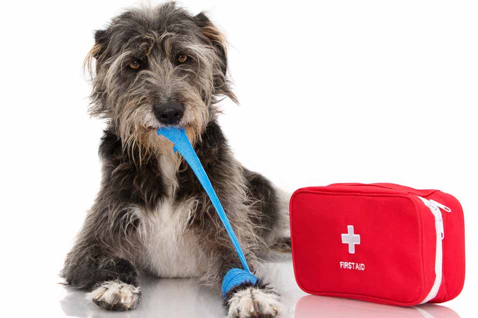 Picture of a dog with first aid kit
