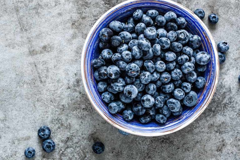 Can Dogs Have Blueberries Feeding the Berries Fresh or Frozen