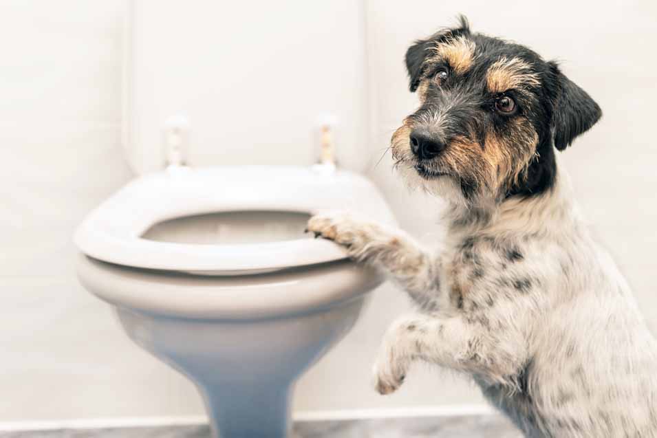 Picture of a dog next to a toilet