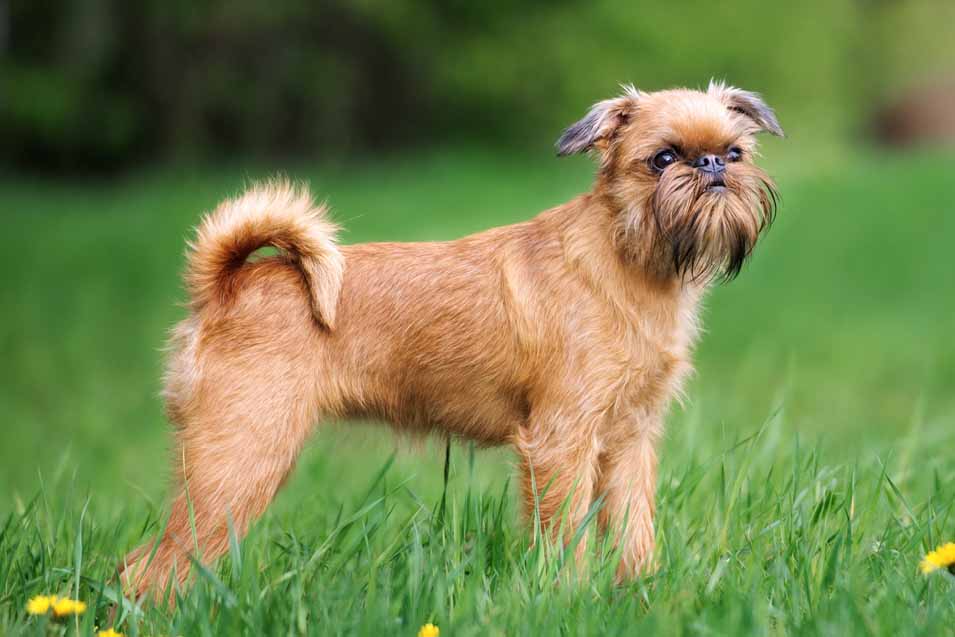Picture of a Brussels Griffon in Yard