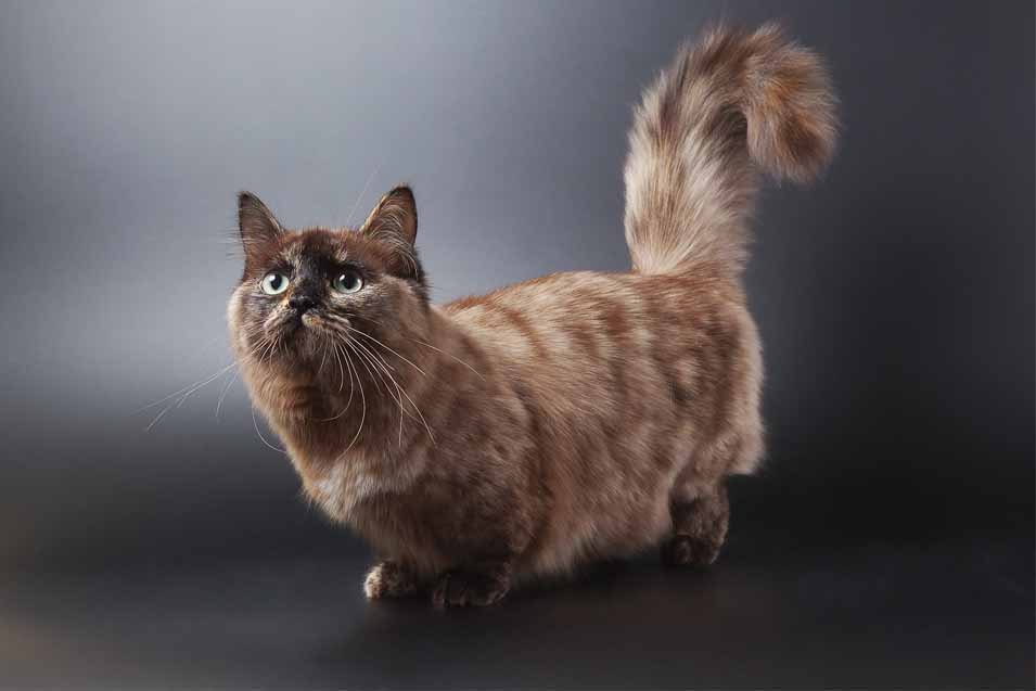 Picture of a munchkin cat