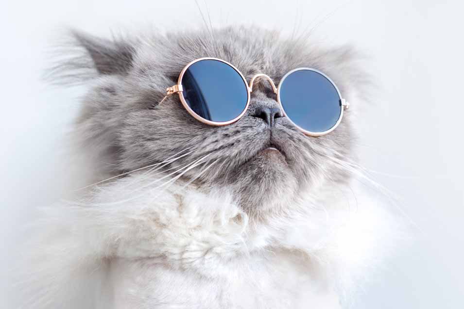 Picture of a cool cat