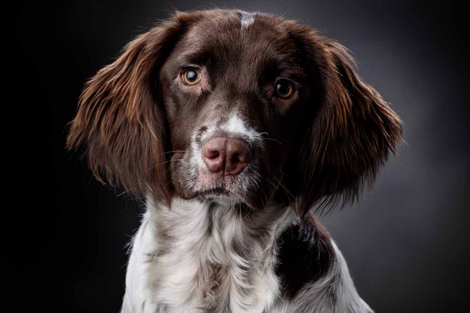 Picture of a Sporting Dog