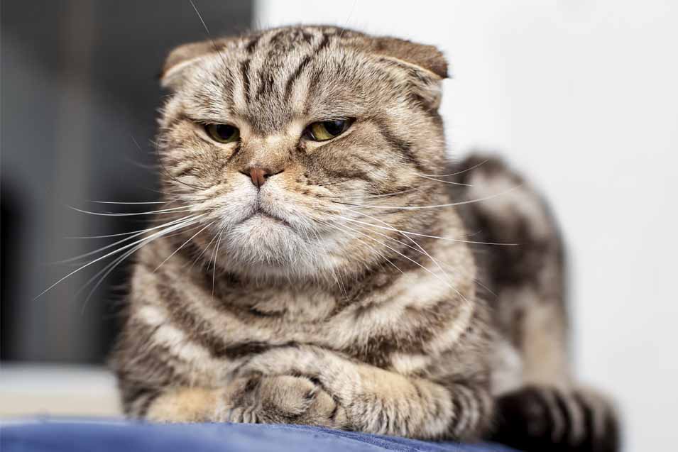 Picture of a cranky cat
