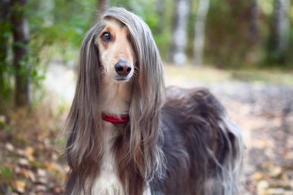 Picture of an Afghan Dog