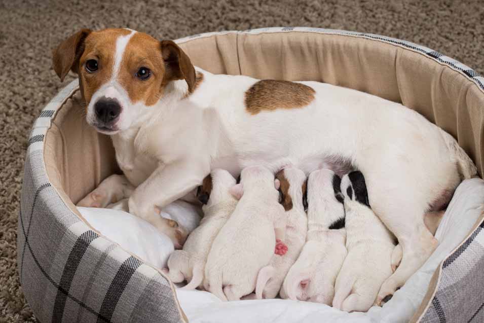 Picture of a mother dog and their puppies