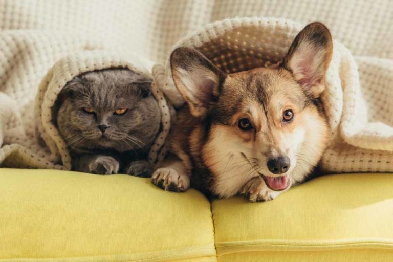 Picture of a dog and cat under a blanket
