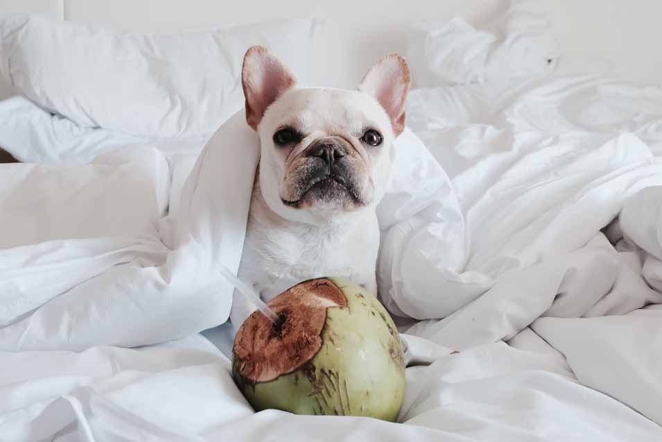 Can dogs have coconut