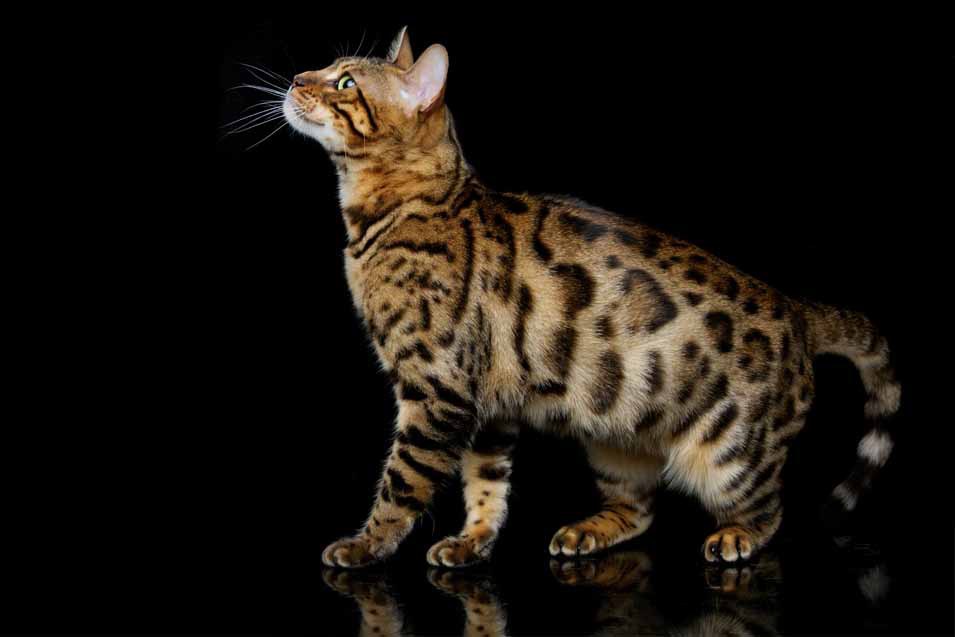 cat breeds with a primordial pouch