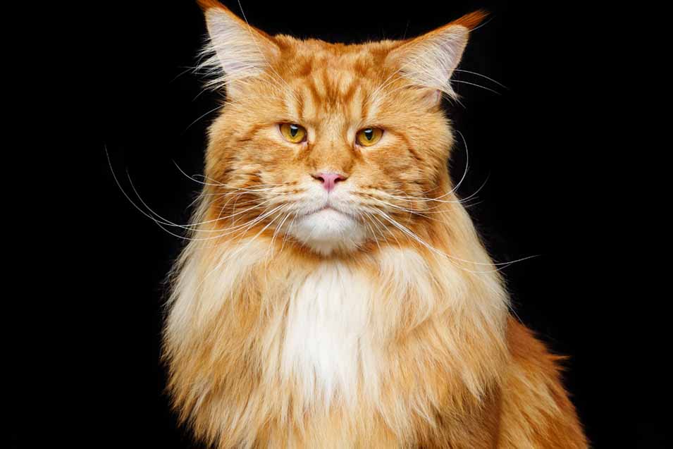 Picture of an orange Maine Coon Cat