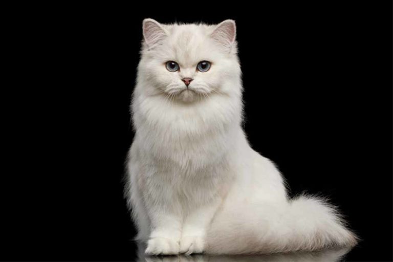 Do Cats Have Belly Buttons Pet Friendly House