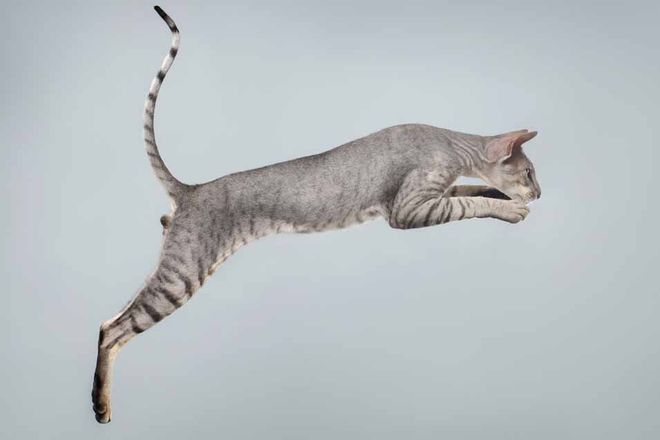 Picture of a cat jumping