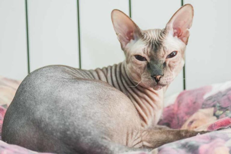 Picture of a hairless cat
