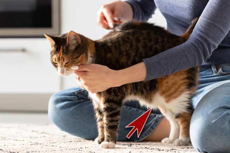 What Is a Primordial Pouch On a Cat Pet Friendly House