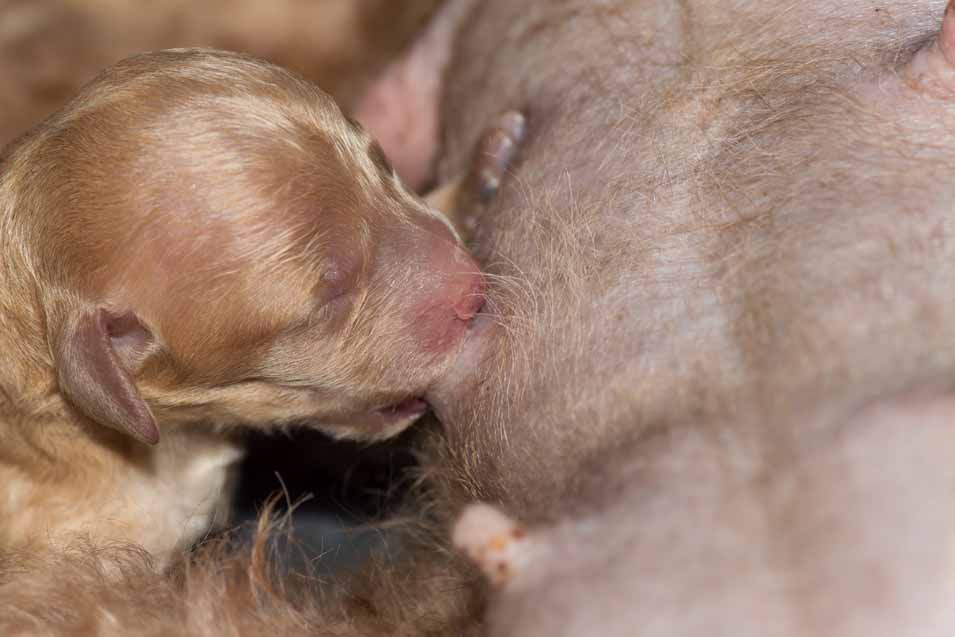 Picture of a puppy feeding from its mother