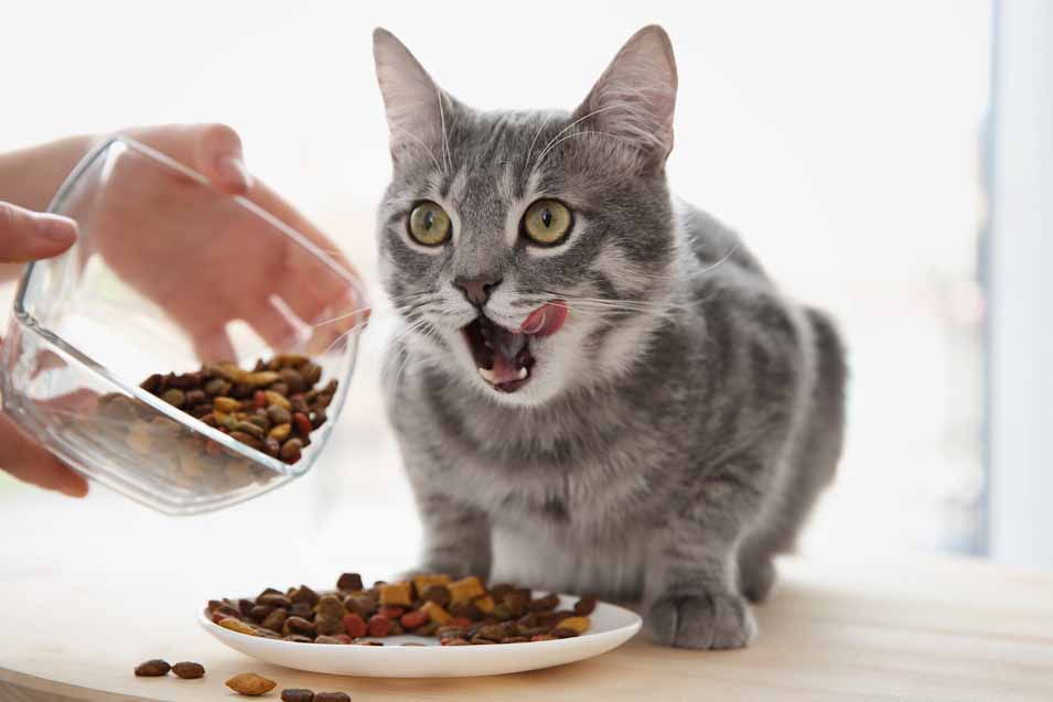 How Long Does It Take Cats to Digest Food