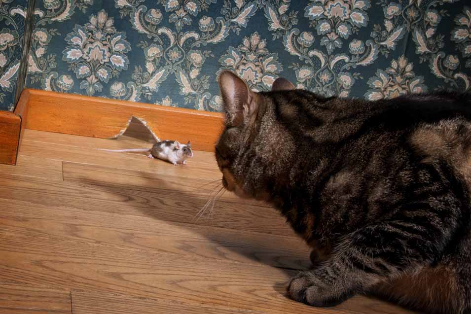 Cat watching a mouse