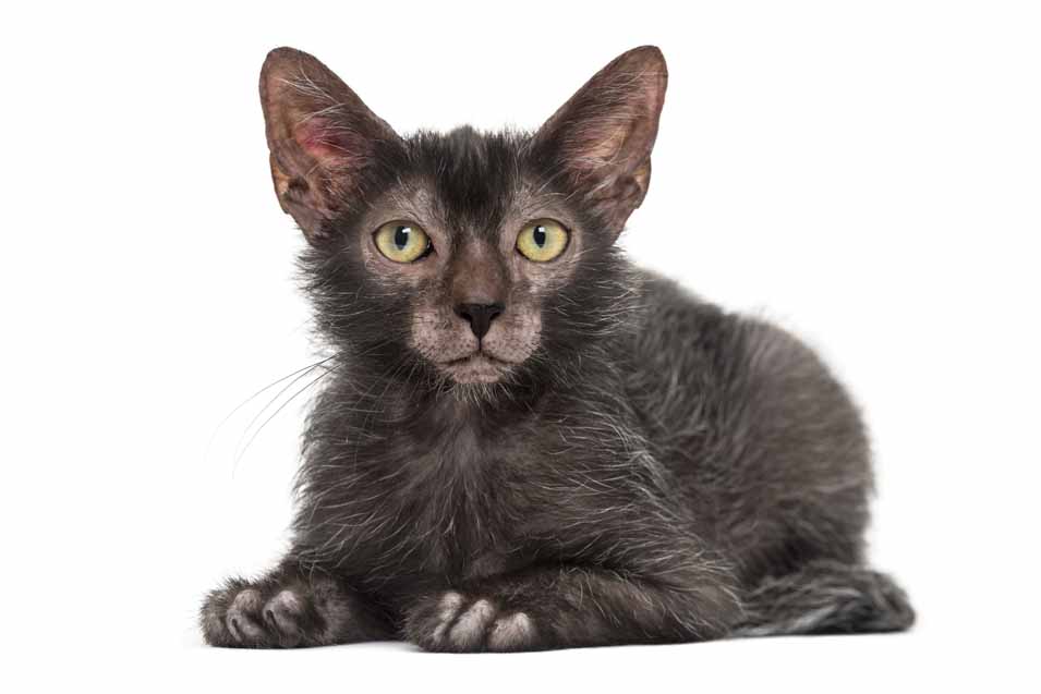 Why  Does Everyone Want a Lykoi Cat? 