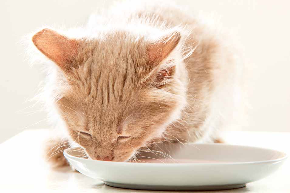 Can cats have almond milk