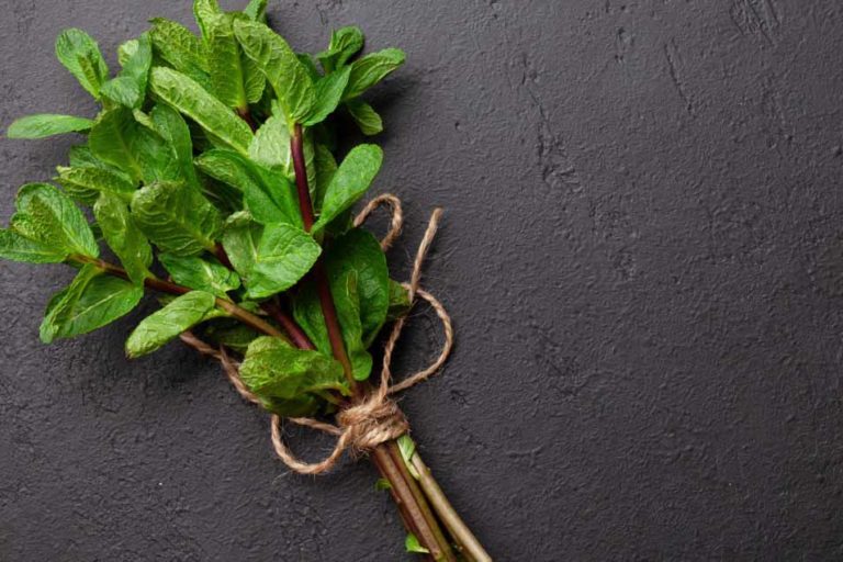 Is Peppermint Safe for Cats The Plant or the Oils