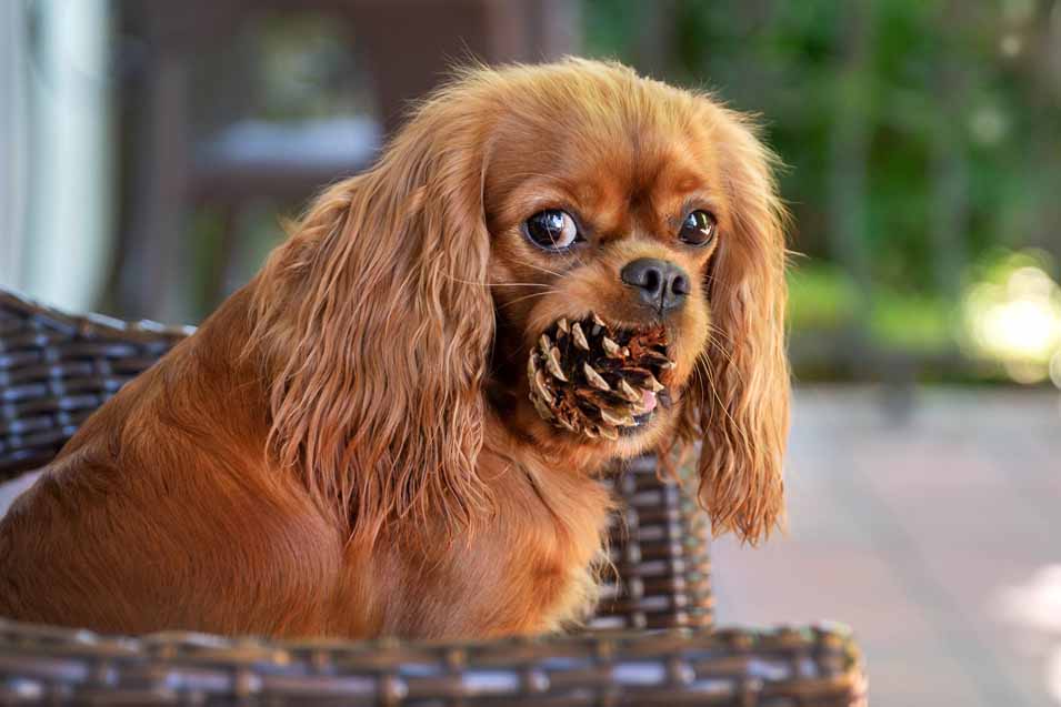 can dogs eat pine cones