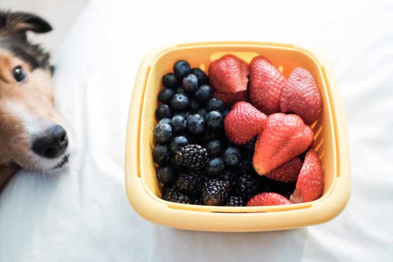 Can Dogs Eat Blackberries Pet Friendly House