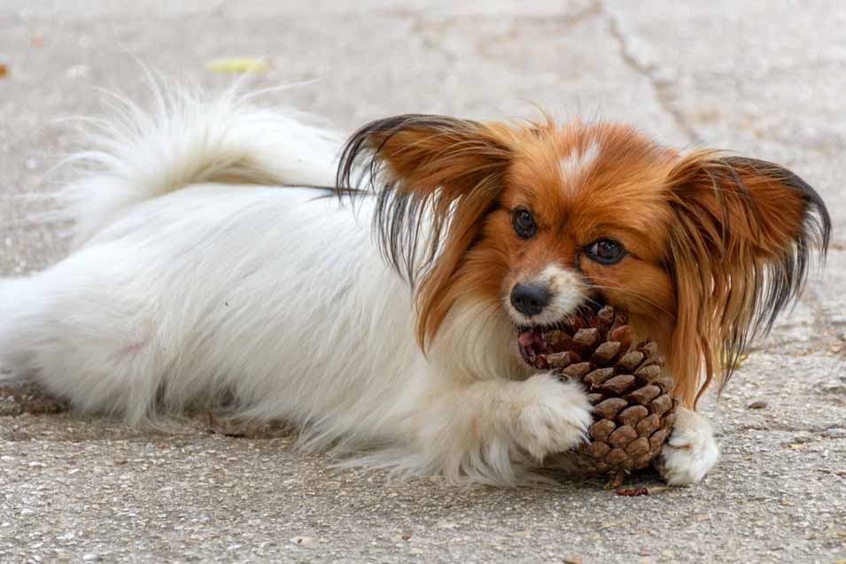 can dogs have pine cones