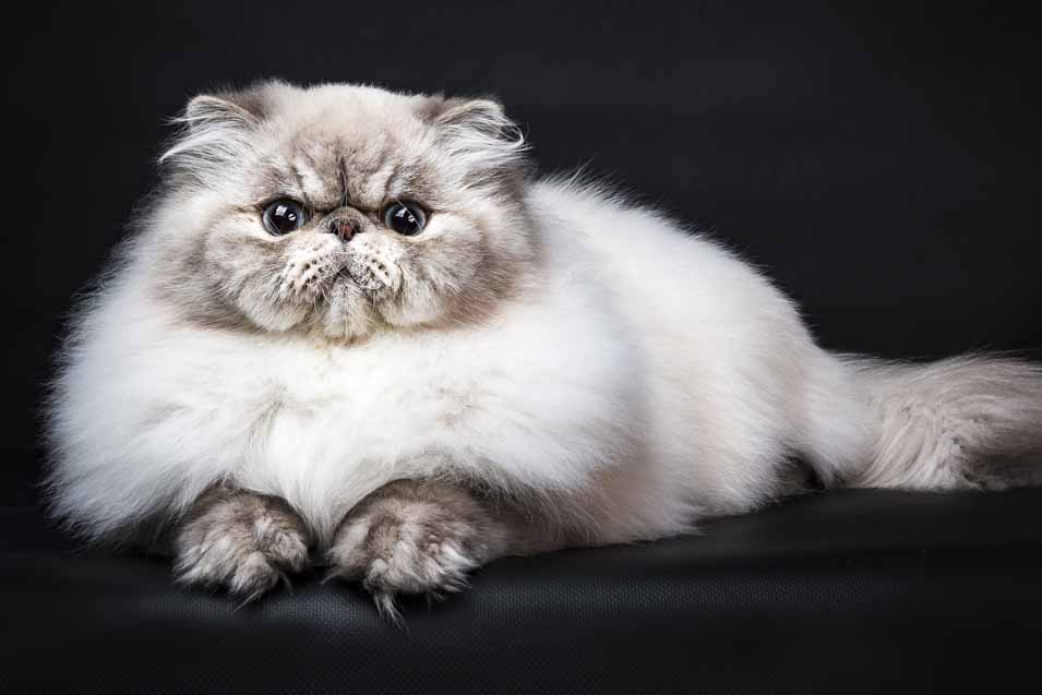 Cost of Persian Cat