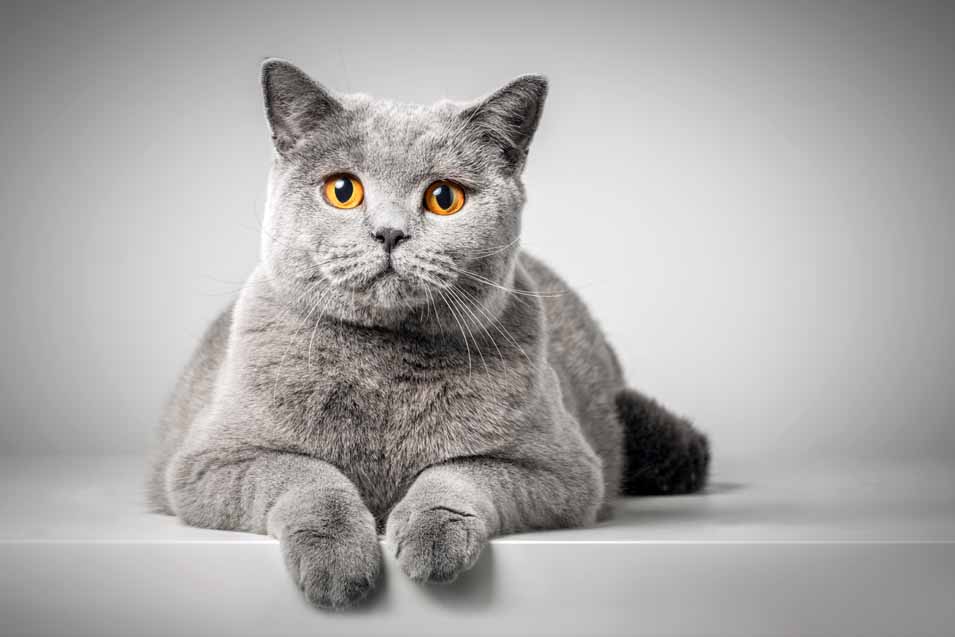 Cost of British Shorthair Cat