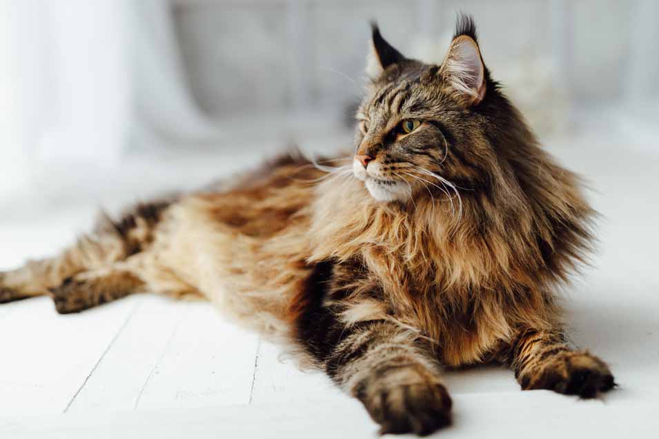 20 Of The Most Expensive Cat Breeds Pet Friendly House