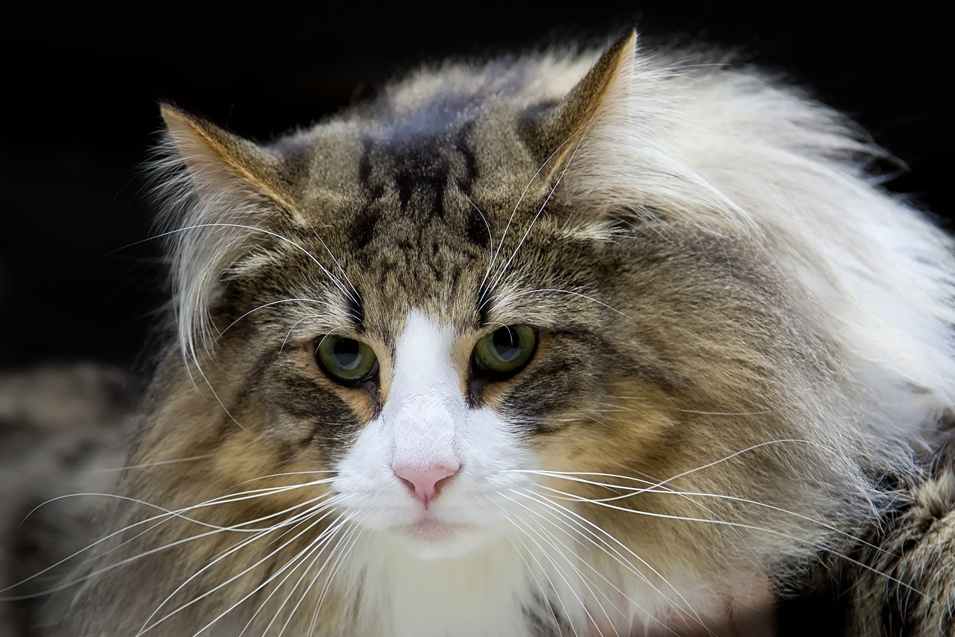 Cost of a Norwegian Forest Cat