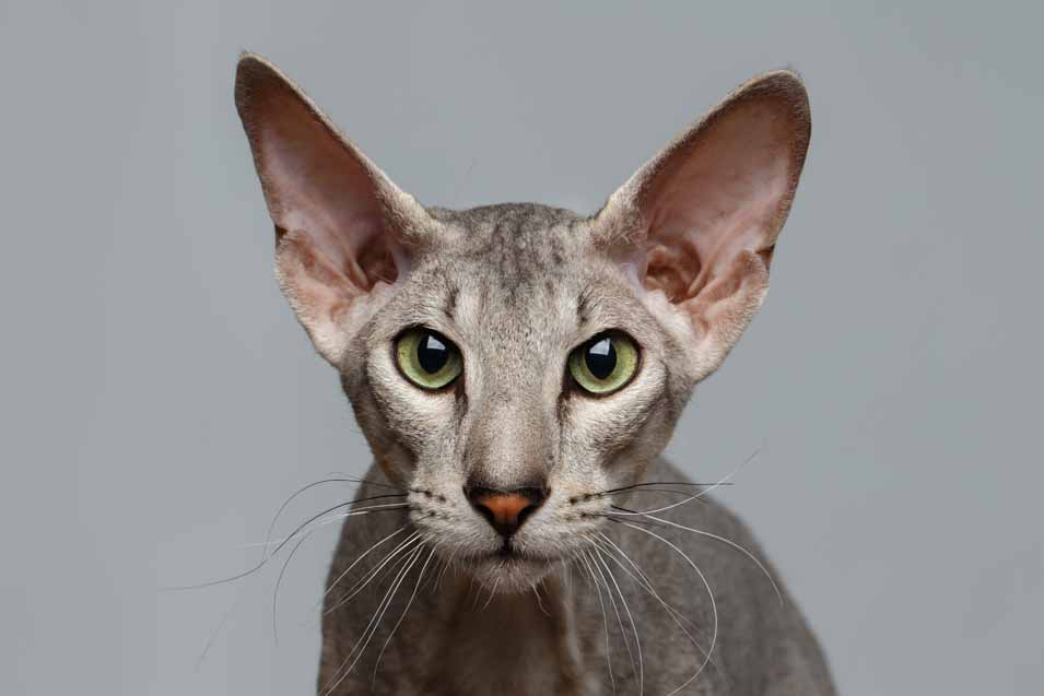 Cost of a Peterbald Cat