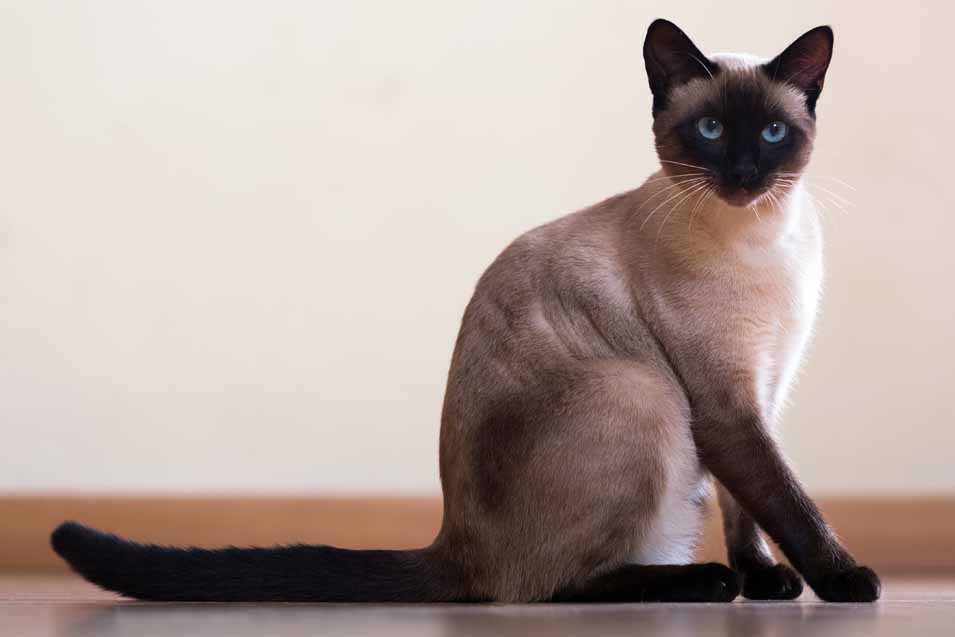 Cost of a Siamese Cat