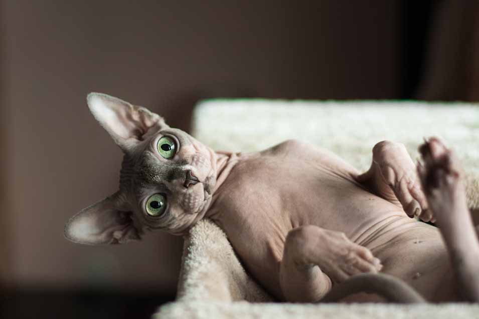 Cost of a Sphynx Cat
