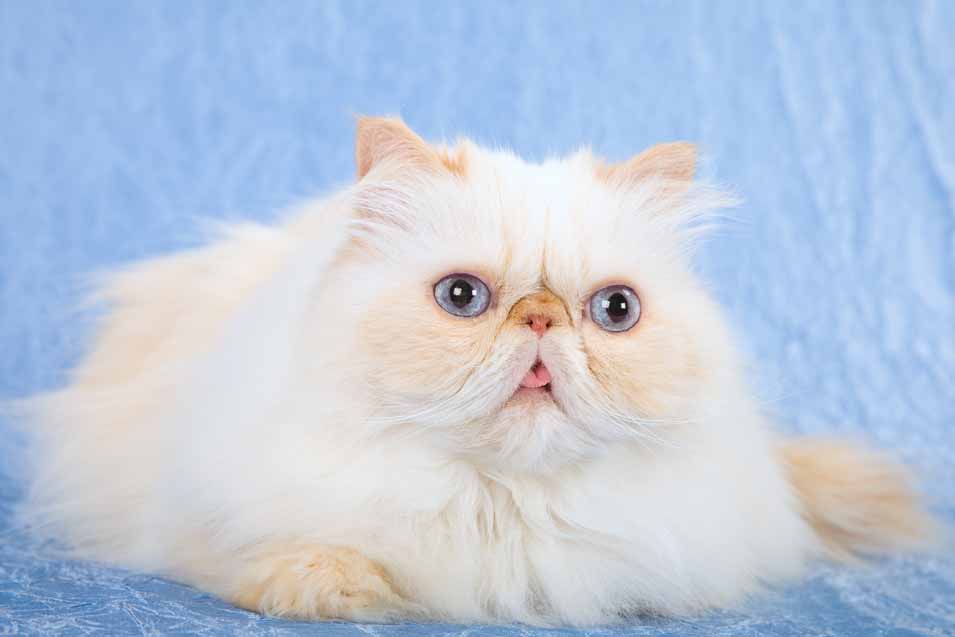 Flat Faced Himalayan Cat