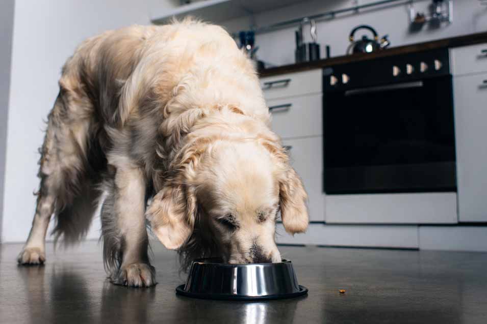 How often should you feed a dog