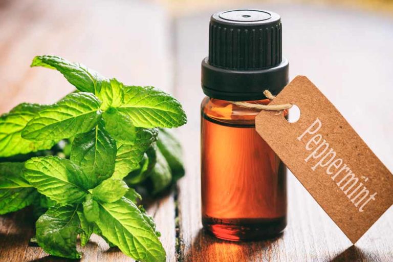 Is Peppermint Safe for Cats The Plant or the Oils