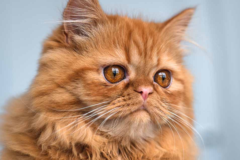 Persian Cat with a flat face