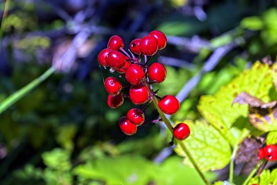 Are baneberries poisonous to dogs