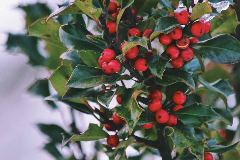 Are Holly Berries Poisonous to dogs