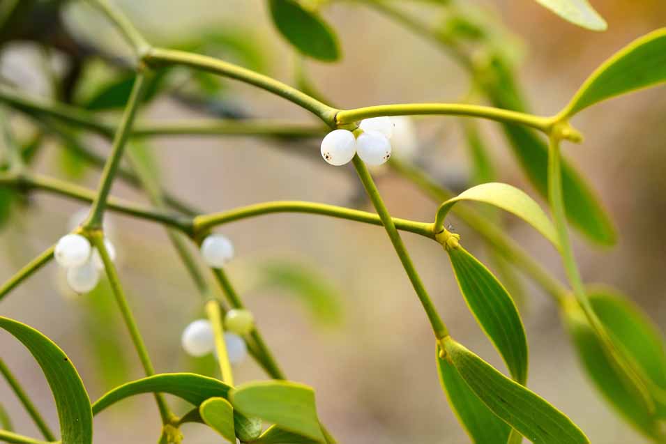 Are mistletoe berries poisonous to dogs