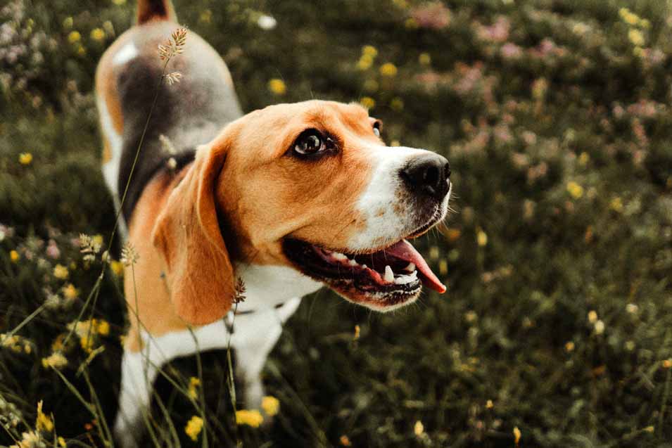 Bladder cancer in dogs