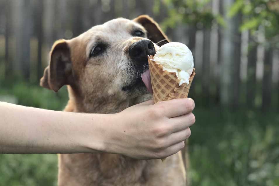 Can dogs have ice cream