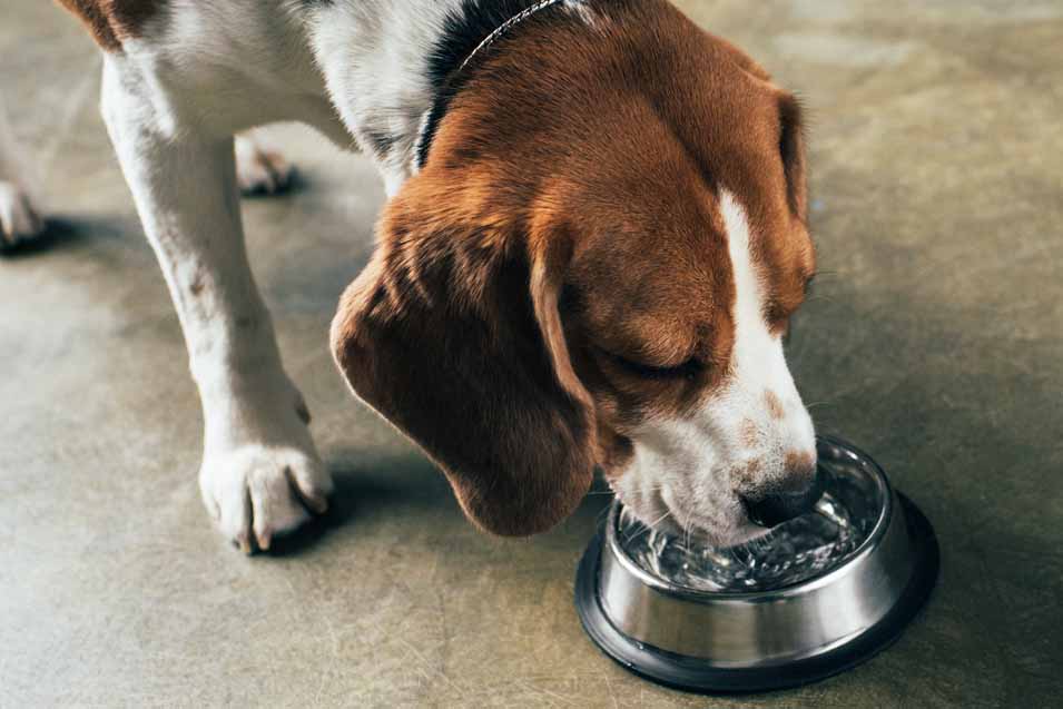 Is Tap Water for Dogs