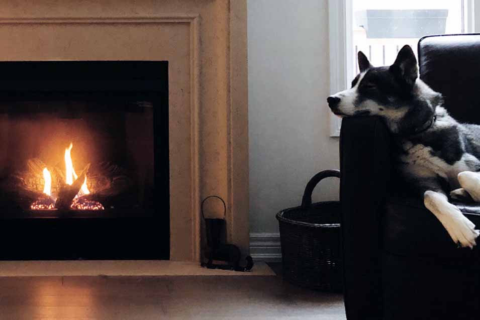 dogs and fireplace safety